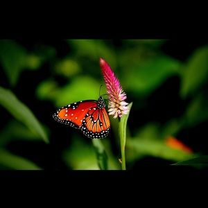 Thank You for visiting my closet!! 🌷🌸🛍🦩